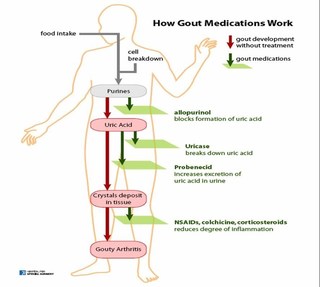 Dotinurad  Figure 4,Purines to Uric acid and How Gout Medications Work (1).jpg